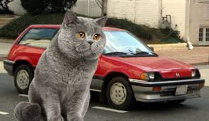 CivicCat.jpg