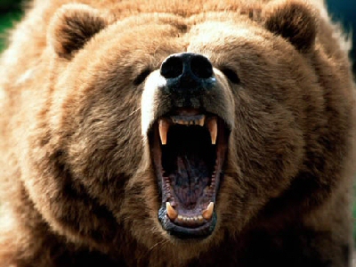 RPD18-GrizzlyBear.jpg
