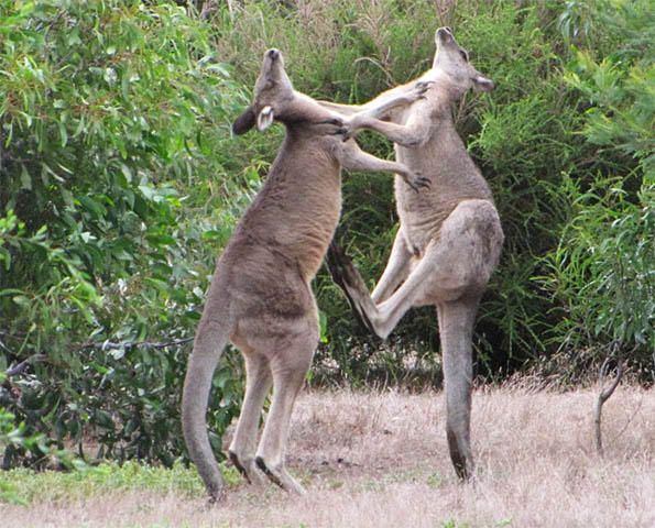 roo.jpg